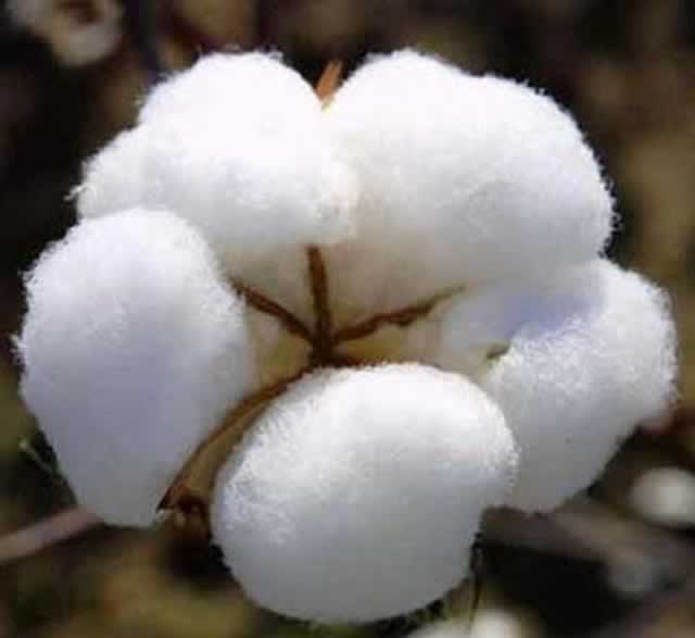 cotton tobacco Emergence of tobacco not affecting cotton production' – herald