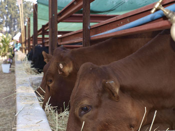 Mugabe hands over 300 cattle to AU