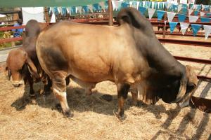 Midlands Show opens on a low note