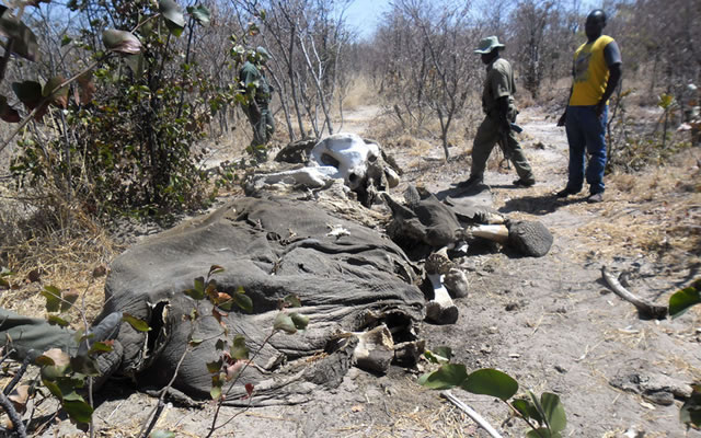 Police arrest suspects as more elephants carcasses are found