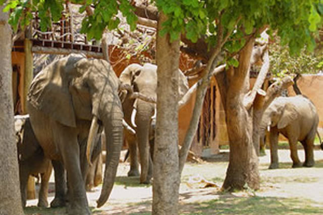 Stray elephants disrupt classes