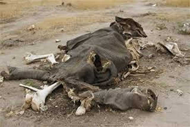 Suspected cyanide poachers trial fails to take off