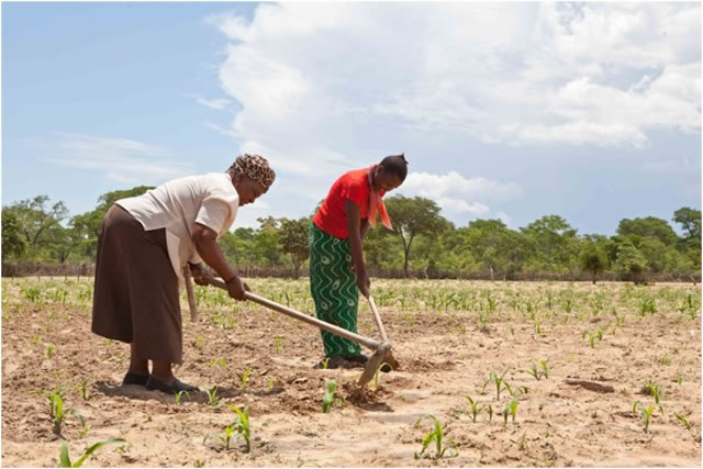 The farmers who grow crops from rocky land