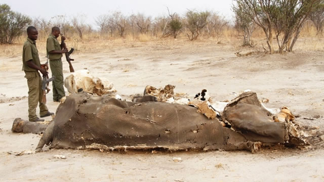 Editorial Comment: War against poachers should be won at all costs