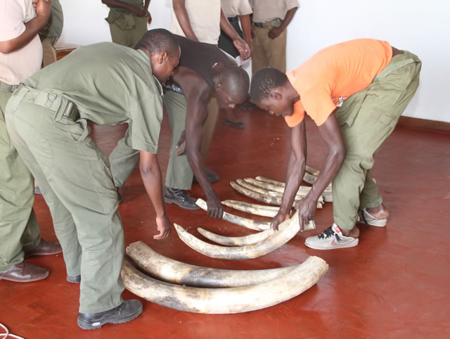 11 more elephants killed