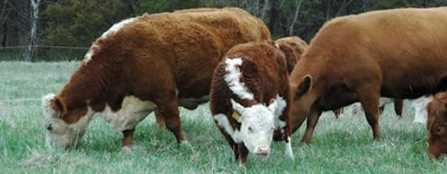 Livestock symposium gets overwhelming response