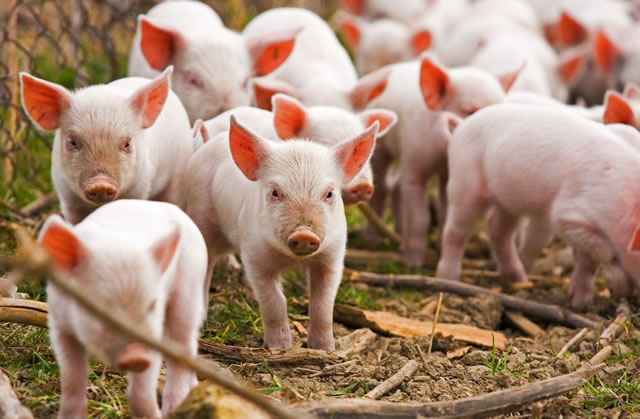 ‘Pig industry no longer viable’