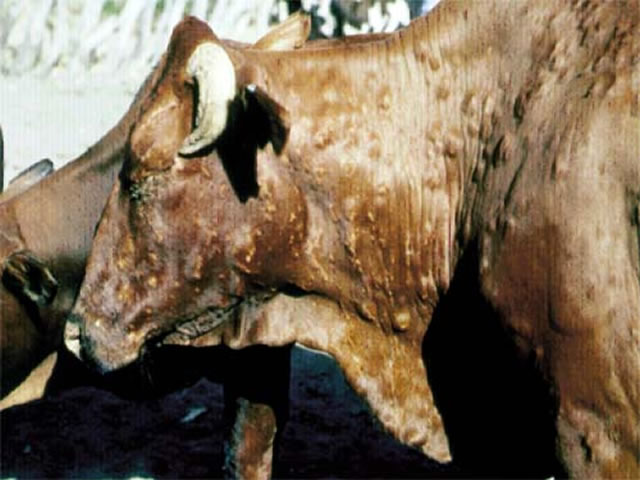 Lumpy skin outbreak reported in Masvingo