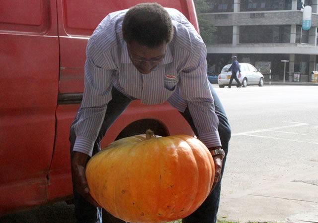 Farmer reaps wonder pumpkin