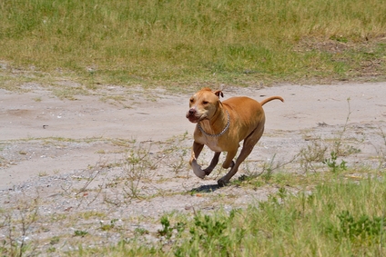 Farmer sets dogs on villager