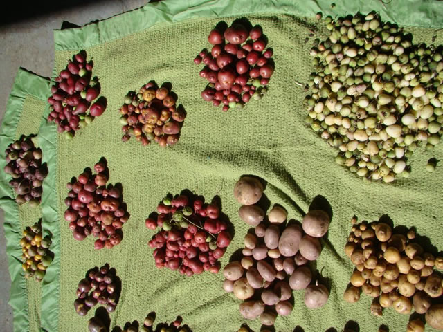New potato seed unveiled