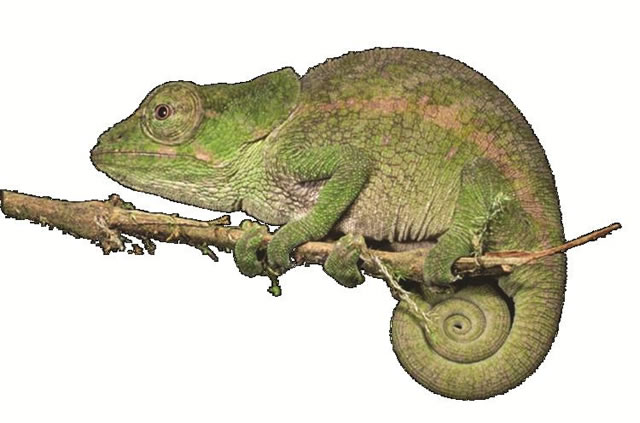 Man goes berserk over lost chameleon