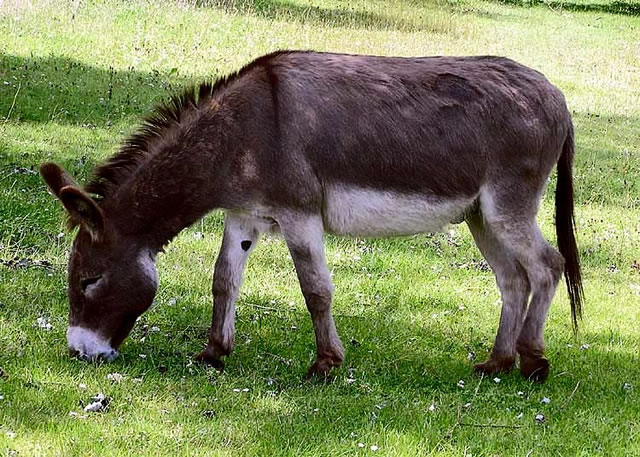 ‘I felt donkey’s pain’