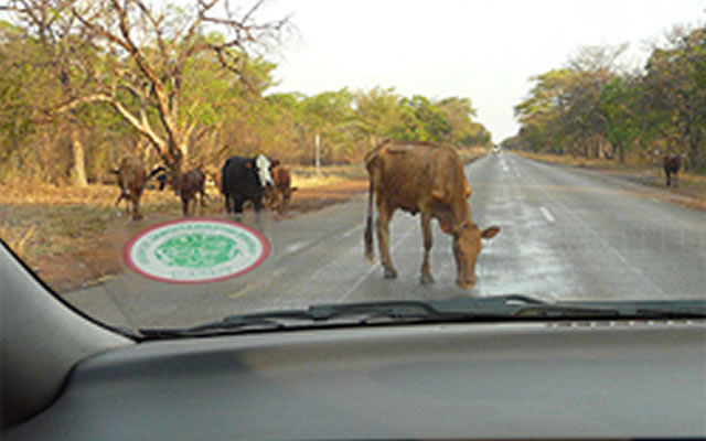 Road cattle to be auctioned: minister