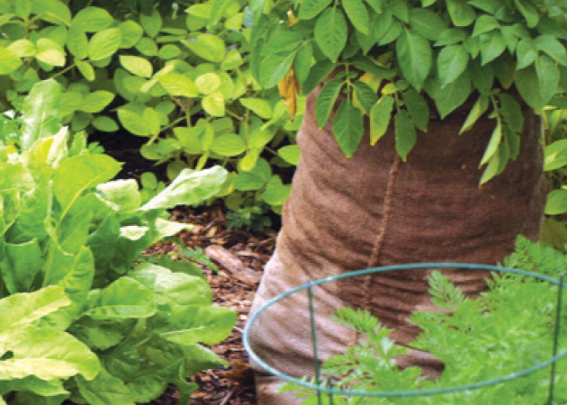 Sack potato production — controversy over yields