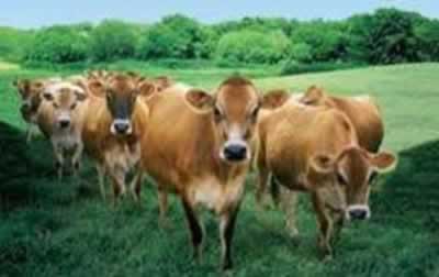 Dendairy seeks $6m for heifer project