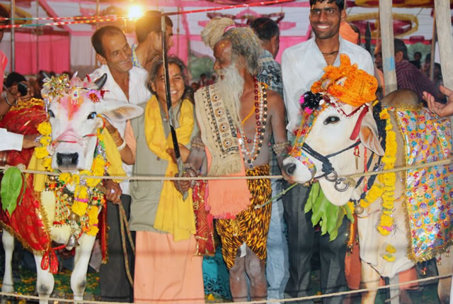 Cow and bull get MARRIED in lavish Indian wedding