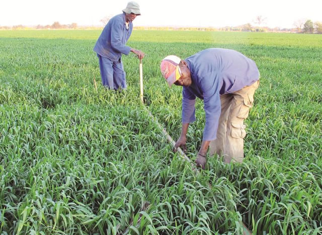 Power tariffs, input costs threaten wheat production
