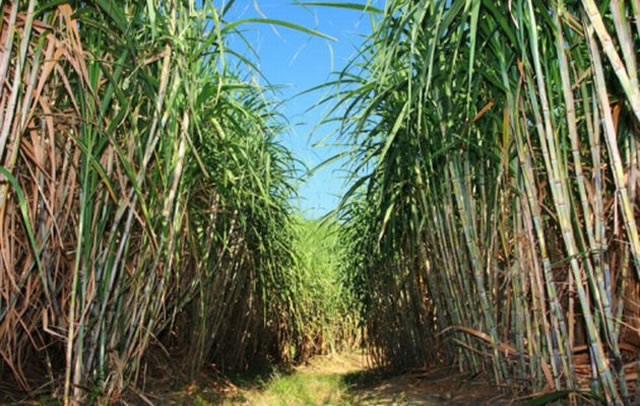 Sugar production set to drop