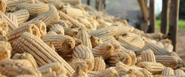 Good harvest confounds dire predictions
