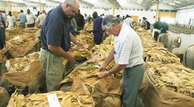 Tobacco bale deliveries drop 9pc