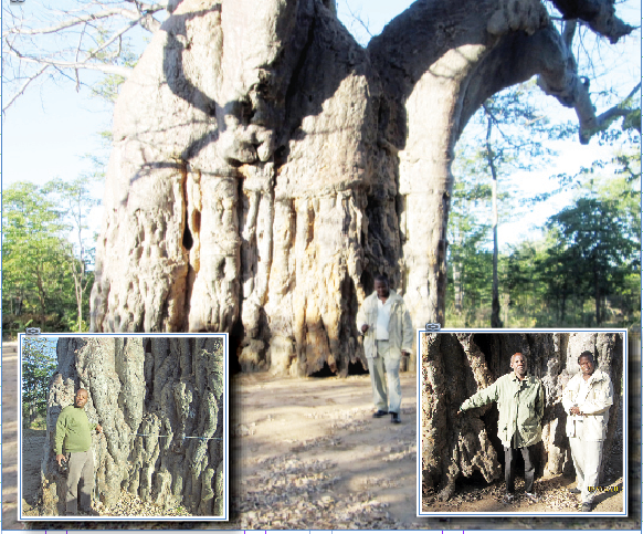 Intermarriages kill San’s shrine sacredness
