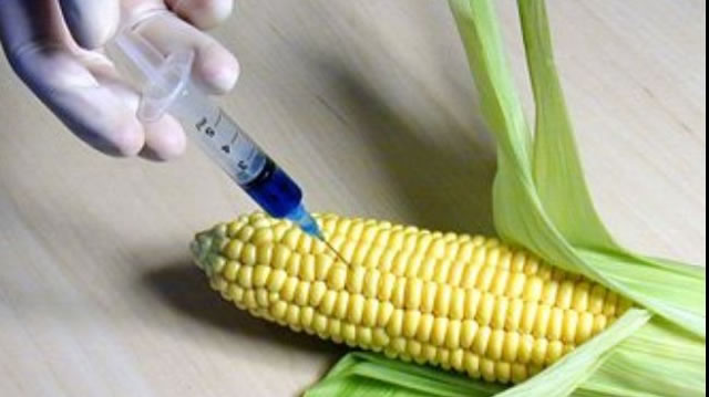 GM crops: continuing controversy
