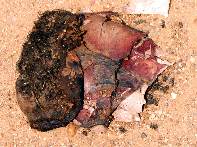 Human skull found on street