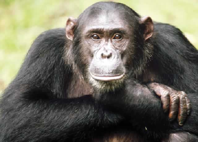 Court hears arguments that chimps have rights