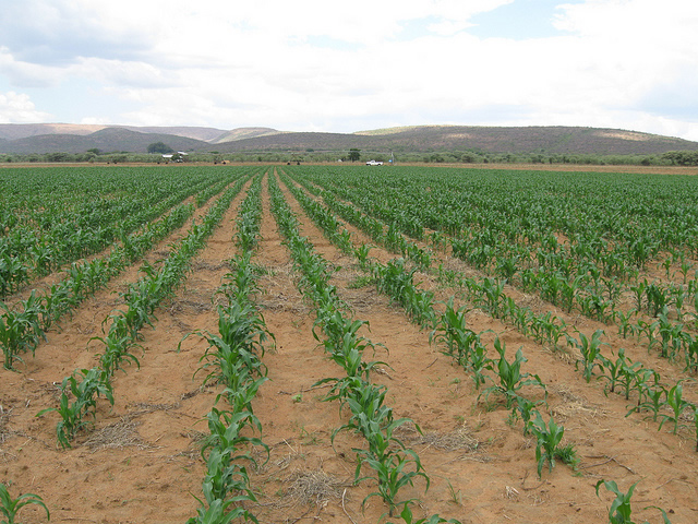 Lecturer develops drought resistant seed variety