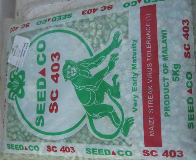 Seedco introduces early maturity seed maize variety