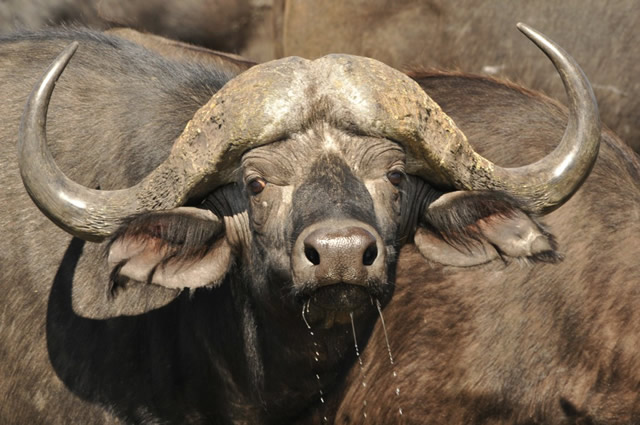 Buffalo rips open man’s stomach
