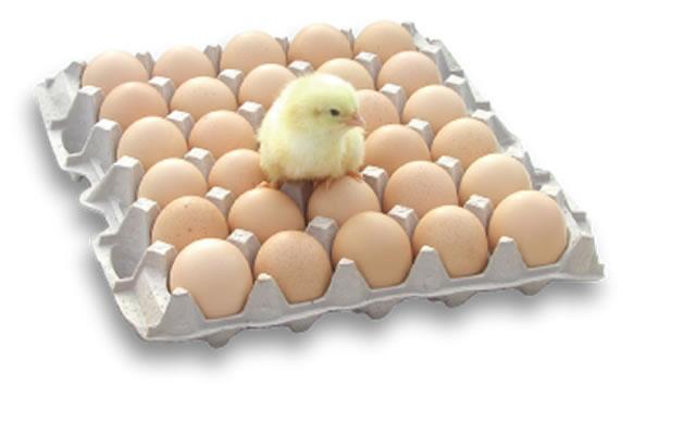 Poultry producers hike eggs price
