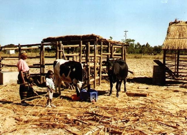 Dairy association expects 5 percent growth
