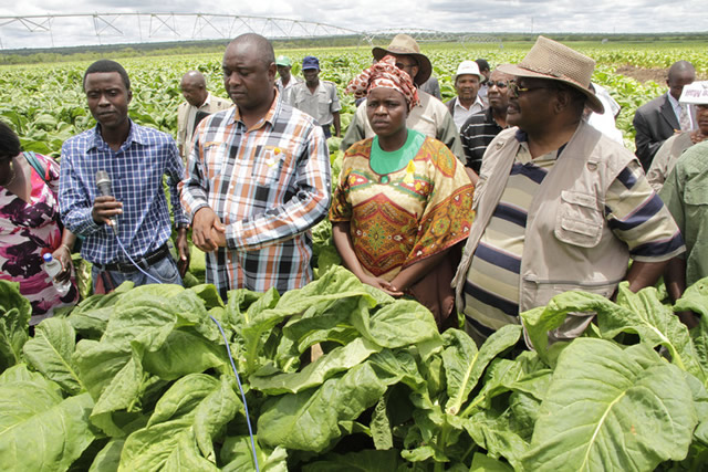 Mat’land tobacco farmers miss out