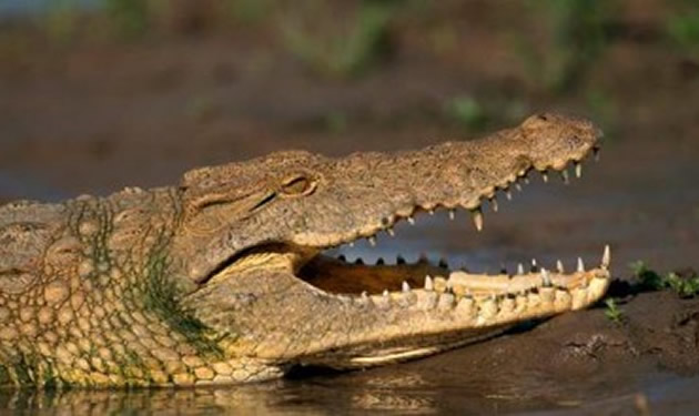 Padenga eyes increased crocodile meat exports