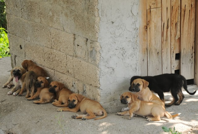 Dogs kill Botswana boy