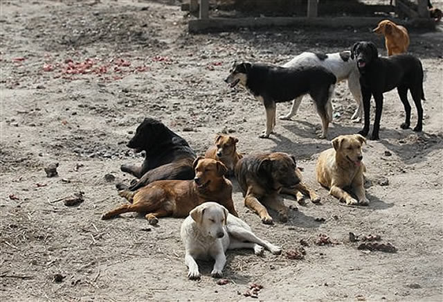 Council shoots 15 stray dogs in anti-rabies drive