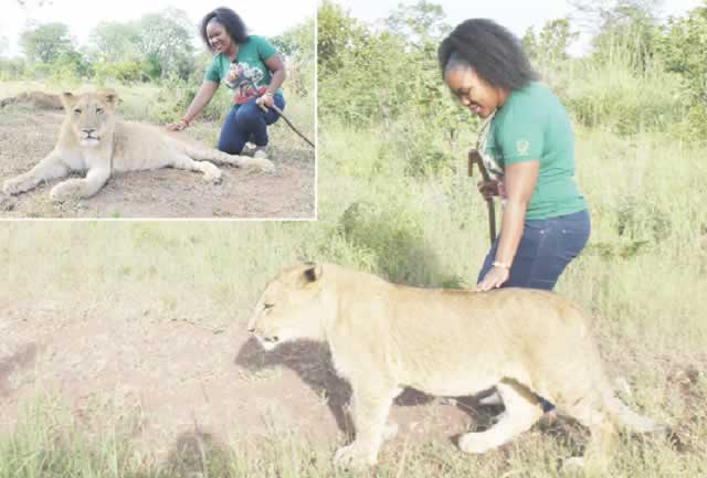 WALKING WITH THE KING OF THE JUNGLE