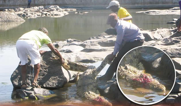 Border jumpers kill charging crocodile