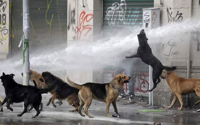 BCC shoots 271 stray dogs