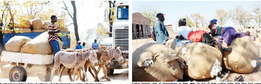 Contract farming sustains livelihoods