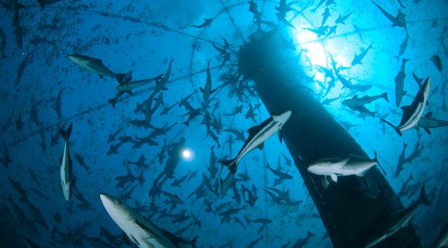 EU funds Zim aquaculture projects