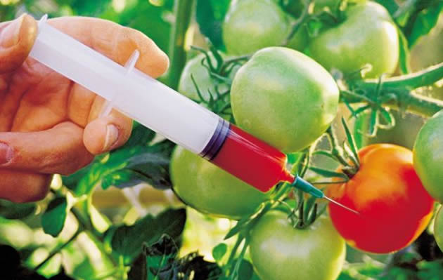 GMOs: The way to go