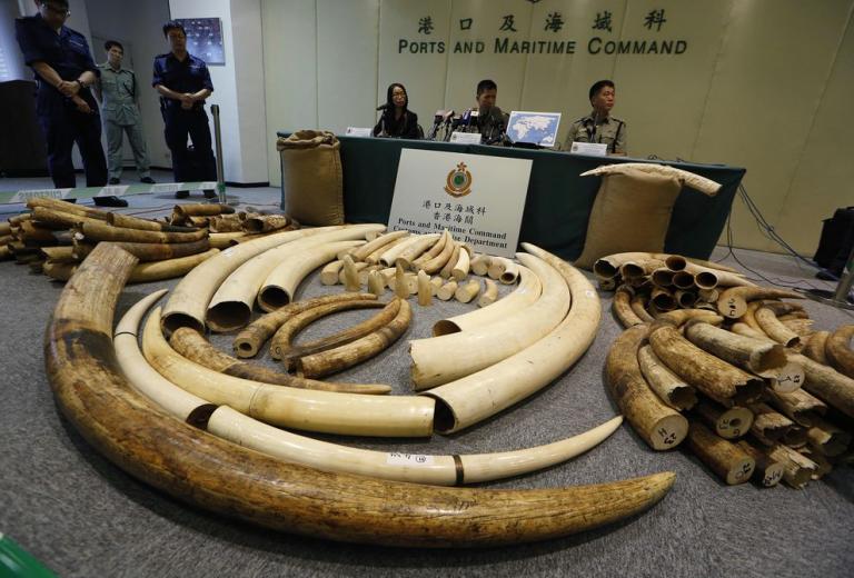 Pair held in Hong Kong over 36kg ivory