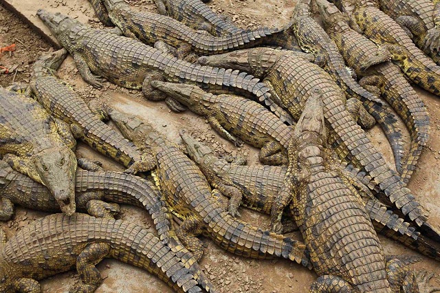 Crocodile Kills Binga Woman While Fishing in Zambezi River