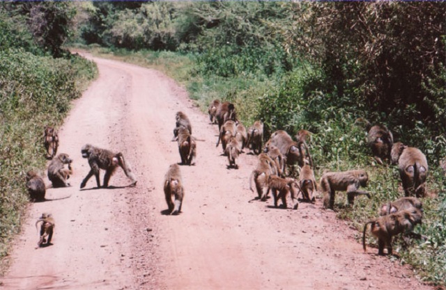 Illegal dumpsite heightens baboon menace