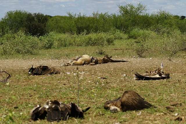 Probe after lion, vultures killing