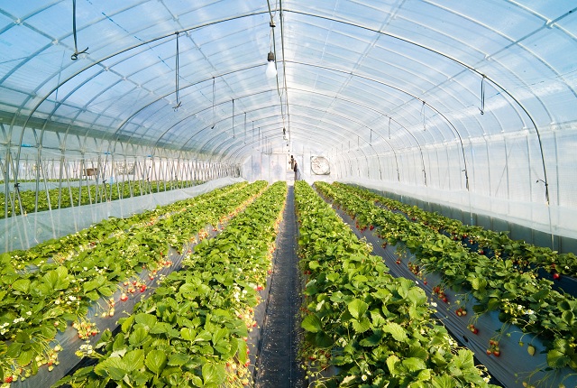Agriculture column: Greenhousing an agricultural project option