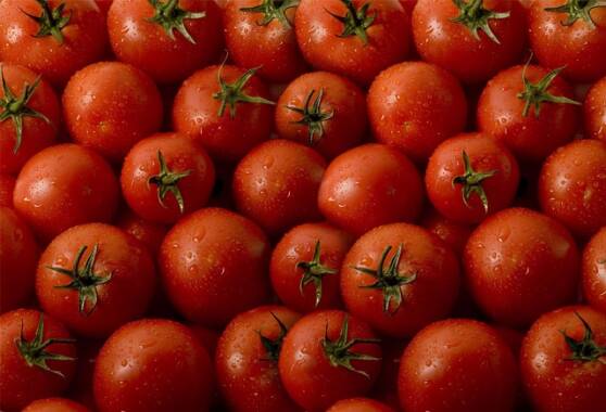 Tomato processing plants take shape
